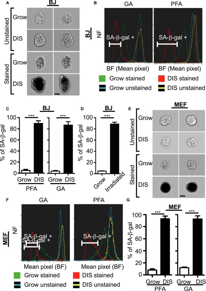 https://cdn.ncbi.nlm.nih.gov/pmc/blobs/33f0/5506427/635b305aad4c/ACEL-16-661-g001.jpg