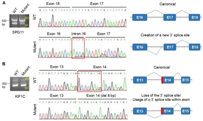 https://cdn.ncbi.nlm.nih.gov/pmc/blobs/33f1/8946949/b5713b1414cb/cells-11-00981-g001.jpg