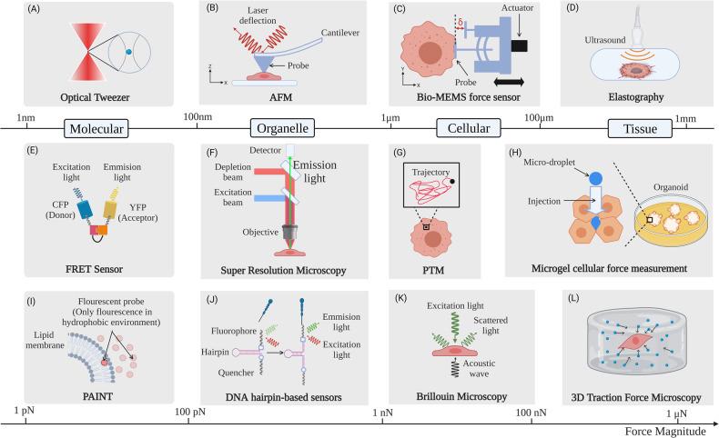 https://cdn.ncbi.nlm.nih.gov/pmc/blobs/33f3/10656290/6d0d2f2fe8b3/41388_2023_2844_Fig4_HTML.jpg