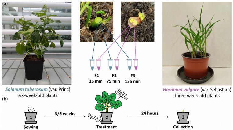 https://cdn.ncbi.nlm.nih.gov/pmc/blobs/33f4/11281318/b937c4507b98/plants-13-01983-g001.jpg