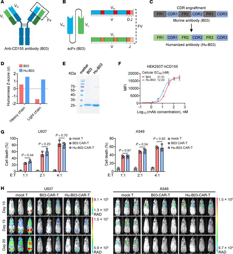 https://cdn.ncbi.nlm.nih.gov/pmc/blobs/33fe/12321399/79d2d5a8655c/jci-135-189920-g202.jpg