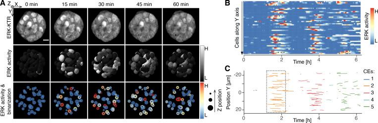 https://cdn.ncbi.nlm.nih.gov/pmc/blobs/3401/10374943/2e9ca7106ef7/JCB_202207048_Fig5.jpg