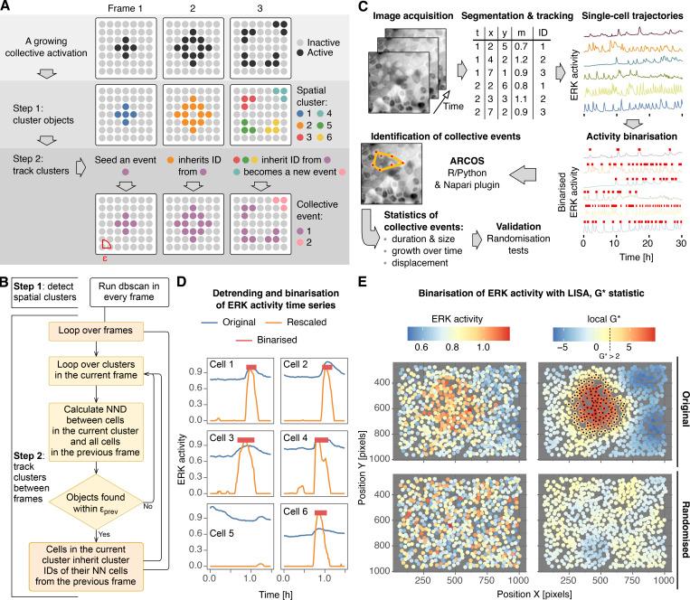 https://cdn.ncbi.nlm.nih.gov/pmc/blobs/3401/10374943/ae7c3ee053b1/JCB_202207048_Fig1.jpg