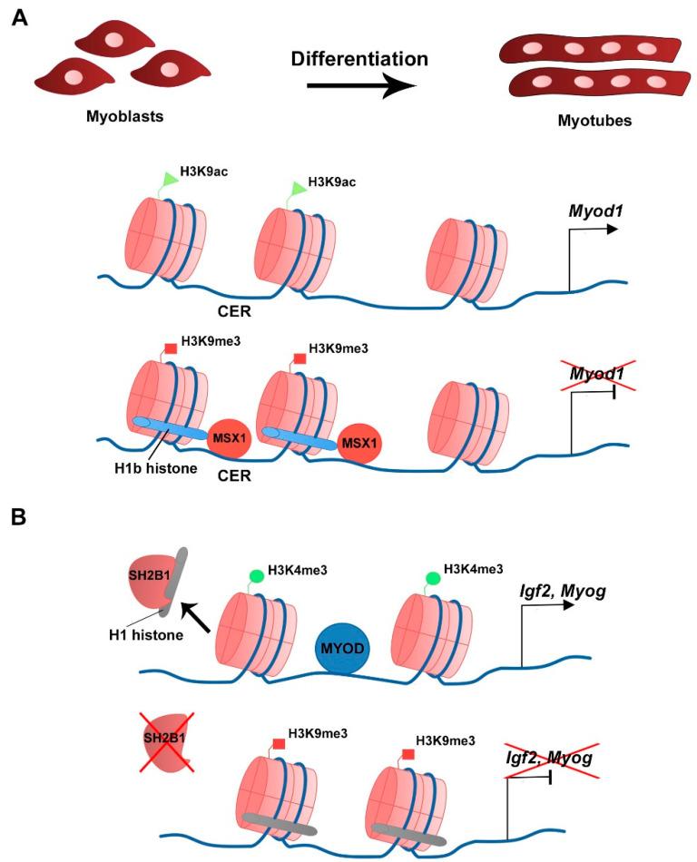 https://cdn.ncbi.nlm.nih.gov/pmc/blobs/340e/8657657/0b78ac0b0618/ijms-22-12727-g003.jpg