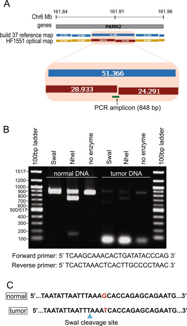 https://cdn.ncbi.nlm.nih.gov/pmc/blobs/3410/3727977/82130cbd94e6/1471-2164-14-505-6.jpg