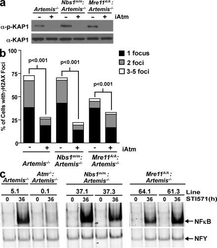 https://cdn.ncbi.nlm.nih.gov/pmc/blobs/3413/2699138/08e0e81efcc0/JEM_20081326_GS_Fig4.jpg