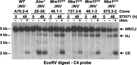 https://cdn.ncbi.nlm.nih.gov/pmc/blobs/3413/2699138/8a1e24178ad5/JEM_20081326_GS_Fig5.jpg