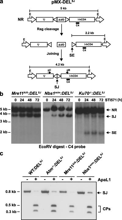 https://cdn.ncbi.nlm.nih.gov/pmc/blobs/3413/2699138/a4c5c3c943ff/JEM_20081326_GS_Fig2.jpg
