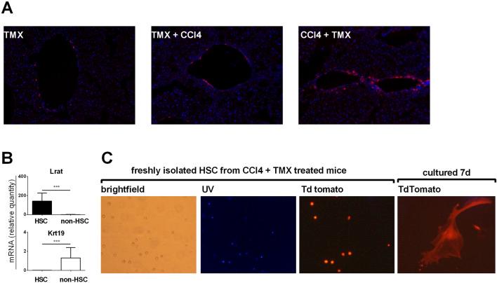 https://cdn.ncbi.nlm.nih.gov/pmc/blobs/3415/11551037/81d51f943719/fphar-15-1440236-g002.jpg