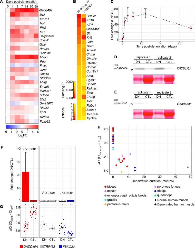 https://cdn.ncbi.nlm.nih.gov/pmc/blobs/341d/8410074/0622a3ff8798/jciinsight-6-149381-g161.jpg