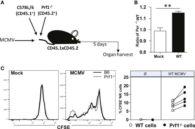 https://cdn.ncbi.nlm.nih.gov/pmc/blobs/3420/4822405/65064b614bae/fimmu-07-00133-g005.jpg