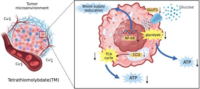 https://cdn.ncbi.nlm.nih.gov/pmc/blobs/3428/10355993/25d14001cdf8/fonc-13-1186659-g004.jpg
