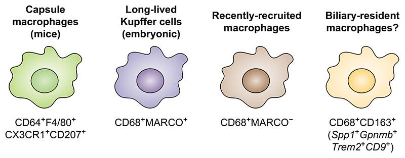 https://cdn.ncbi.nlm.nih.gov/pmc/blobs/342c/7615184/d0cbc5044c0f/EMS188279-f003.jpg