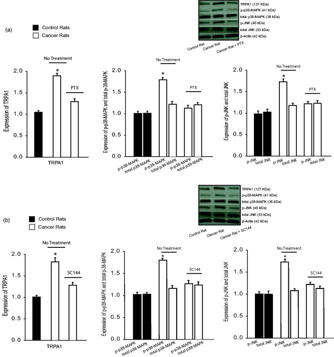 https://cdn.ncbi.nlm.nih.gov/pmc/blobs/342d/6580714/95fe113b6f70/10.1177_1744806919857981-fig5.jpg