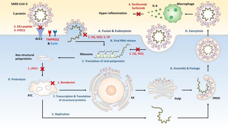 https://cdn.ncbi.nlm.nih.gov/pmc/blobs/342e/7847377/33f8fe10ad08/IJN-16-623-g0003.jpg