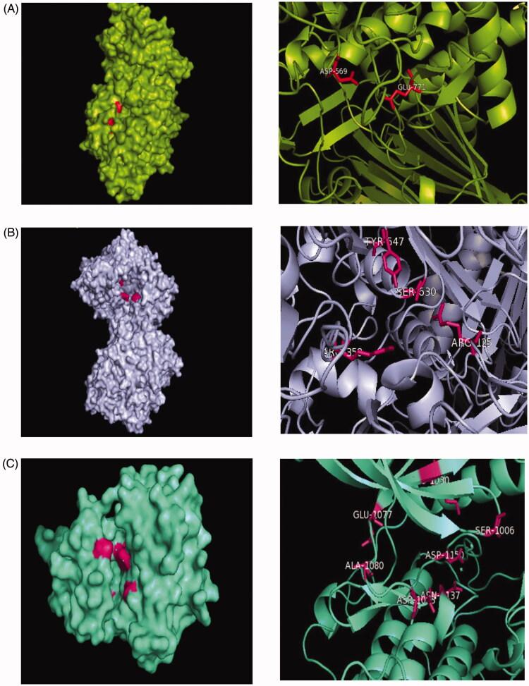 https://cdn.ncbi.nlm.nih.gov/pmc/blobs/3432/7717572/99253f102f1c/IENZ_A_1844680_F0007_C.jpg