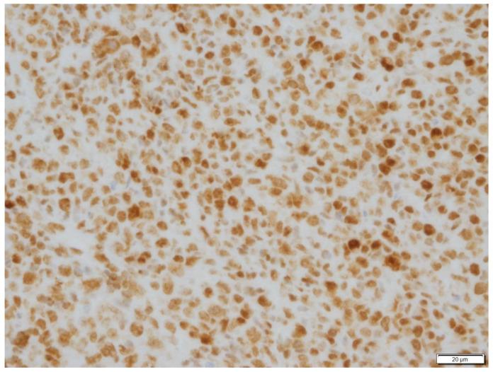 https://cdn.ncbi.nlm.nih.gov/pmc/blobs/3432/9503513/0fd5794b9519/vetsci-09-00472-g003.jpg