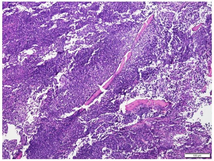 https://cdn.ncbi.nlm.nih.gov/pmc/blobs/3432/9503513/47007f4bc980/vetsci-09-00472-g007.jpg
