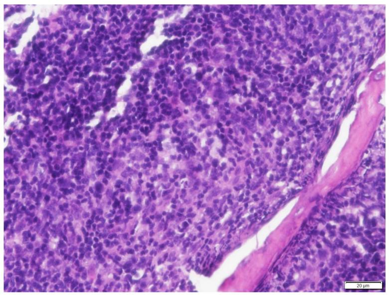 https://cdn.ncbi.nlm.nih.gov/pmc/blobs/3432/9503513/838d39a3b5ee/vetsci-09-00472-g008.jpg