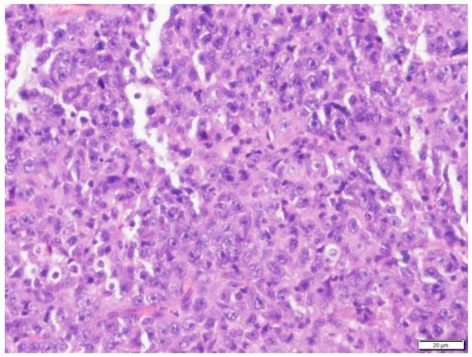 https://cdn.ncbi.nlm.nih.gov/pmc/blobs/3432/9503513/9f0e3a92d89d/vetsci-09-00472-g002.jpg