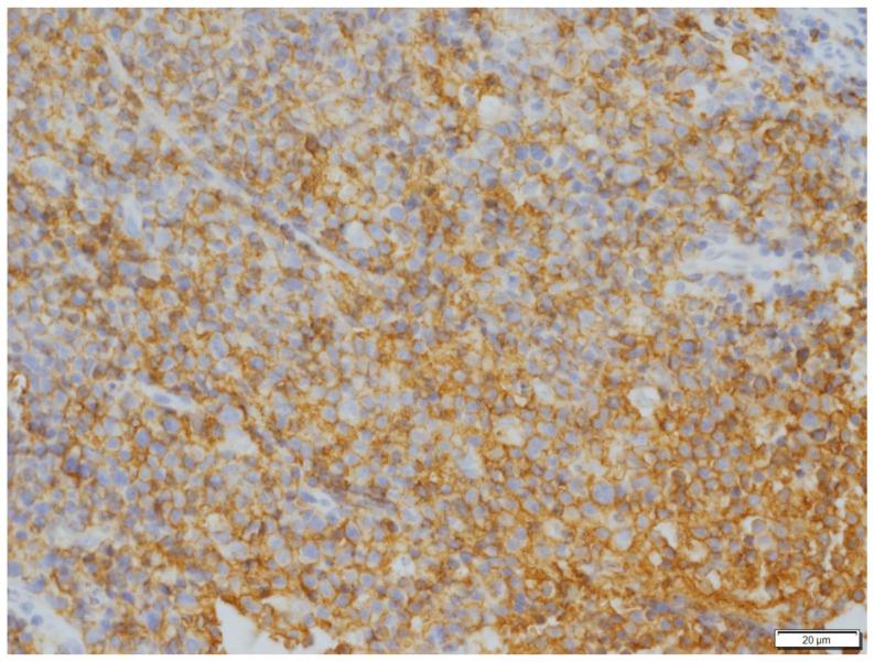 https://cdn.ncbi.nlm.nih.gov/pmc/blobs/3432/9503513/b21301057d27/vetsci-09-00472-g009.jpg