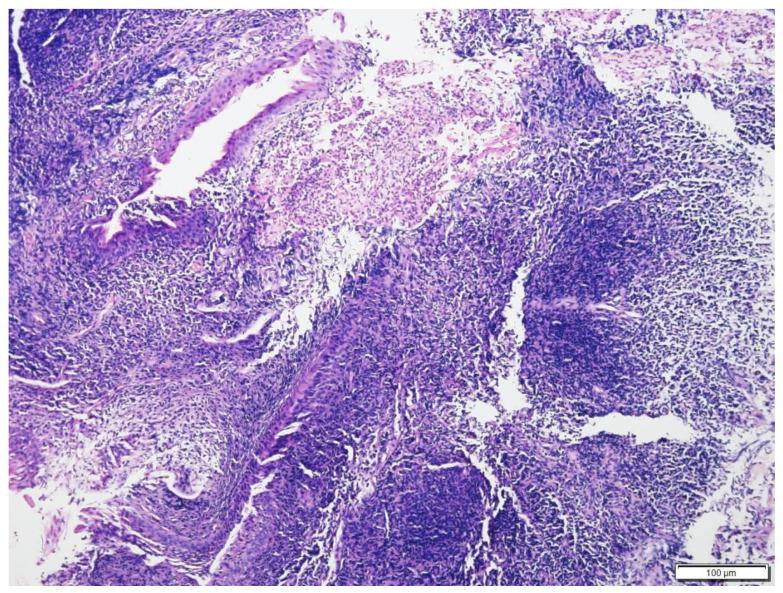 https://cdn.ncbi.nlm.nih.gov/pmc/blobs/3432/9503513/c4f5cf05b251/vetsci-09-00472-g004.jpg