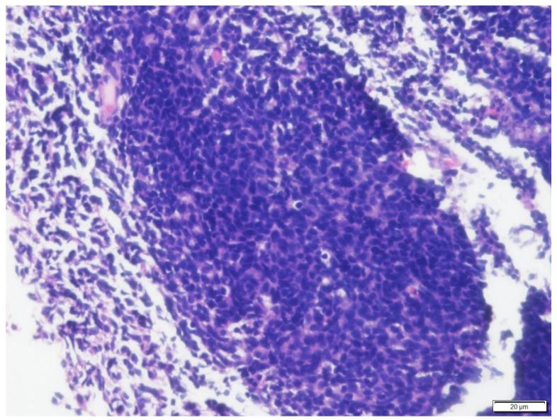 https://cdn.ncbi.nlm.nih.gov/pmc/blobs/3432/9503513/d7f2485dcd63/vetsci-09-00472-g005.jpg