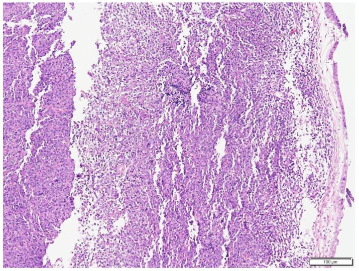 https://cdn.ncbi.nlm.nih.gov/pmc/blobs/3432/9503513/f79e0783b735/vetsci-09-00472-g001.jpg
