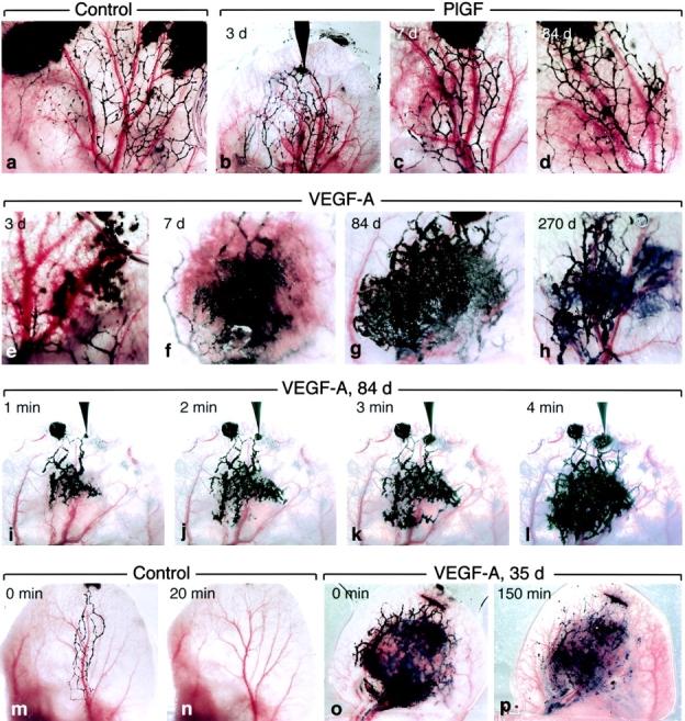 https://cdn.ncbi.nlm.nih.gov/pmc/blobs/3438/2194262/1cebd4a4fbf6/20021244f5.jpg