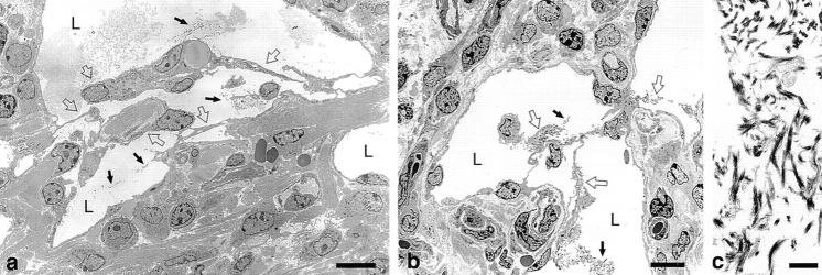 https://cdn.ncbi.nlm.nih.gov/pmc/blobs/3438/2194262/9295d709cf23/20021244f7.jpg