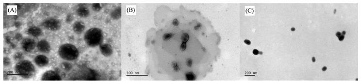 https://cdn.ncbi.nlm.nih.gov/pmc/blobs/343c/11728454/65cd76af6ce4/pharmaceutics-16-01524-g001.jpg