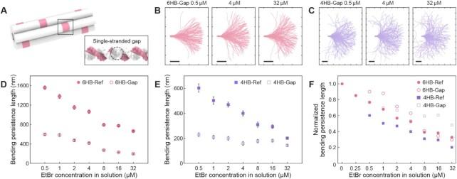 https://cdn.ncbi.nlm.nih.gov/pmc/blobs/343d/8643692/ee4280451c39/gkab1119fig4.jpg