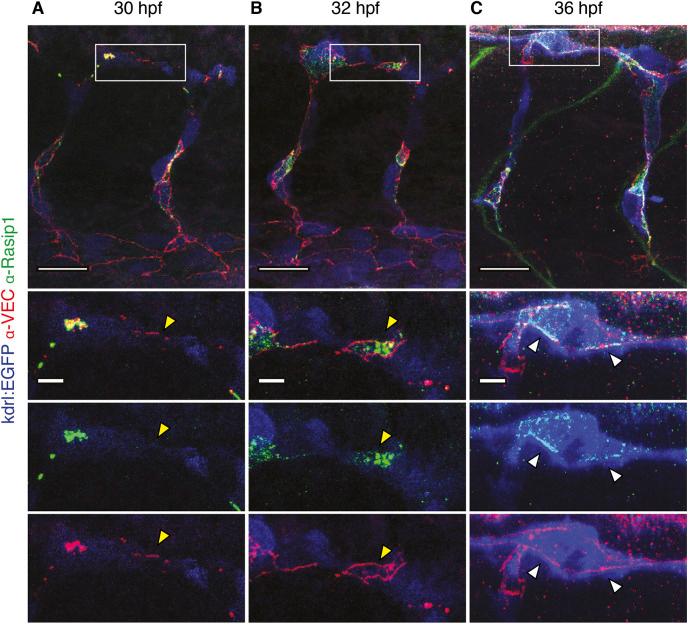 https://cdn.ncbi.nlm.nih.gov/pmc/blobs/343e/8380458/316ea9e33707/develop-148-197509-g6.jpg
