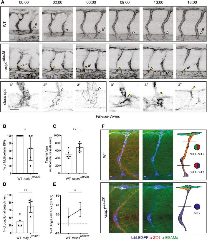 https://cdn.ncbi.nlm.nih.gov/pmc/blobs/343e/8380458/9e195d8abedb/develop-148-197509-g1.jpg