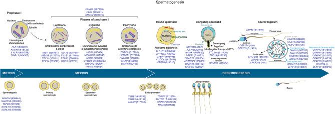 https://cdn.ncbi.nlm.nih.gov/pmc/blobs/3442/11103854/651504728a9b/12967_2024_5162_Fig2_HTML.jpg