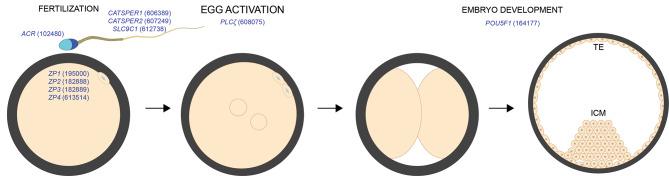 https://cdn.ncbi.nlm.nih.gov/pmc/blobs/3442/11103854/d0f8e3421fd5/12967_2024_5162_Fig4_HTML.jpg