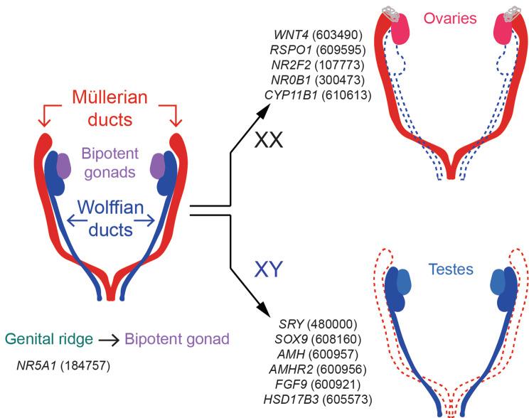 https://cdn.ncbi.nlm.nih.gov/pmc/blobs/3442/11103854/f89316f778ca/12967_2024_5162_Fig1_HTML.jpg