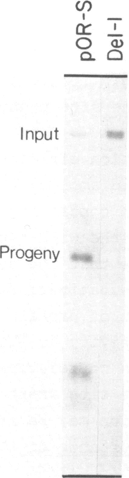 https://cdn.ncbi.nlm.nih.gov/pmc/blobs/3442/317654/7bd034445803/nar00124-0369-a.jpg