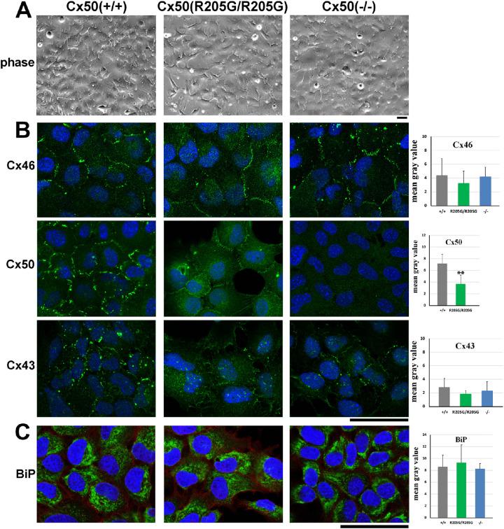 https://cdn.ncbi.nlm.nih.gov/pmc/blobs/3442/7401428/f4cbad928002/iovs-61-3-25-f005.jpg