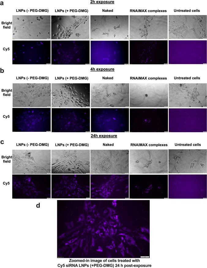 https://cdn.ncbi.nlm.nih.gov/pmc/blobs/3443/8648339/13f722b1675a/12248_2021_653_Fig8_HTML.jpg
