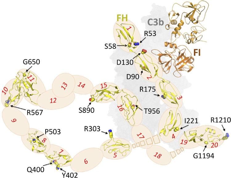 https://cdn.ncbi.nlm.nih.gov/pmc/blobs/3445/9716232/ae87f00c4f8f/iovs-63-12-30-f001.jpg