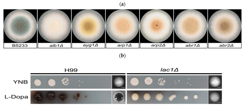 https://cdn.ncbi.nlm.nih.gov/pmc/blobs/3448/8540899/9410c7862573/jof-07-00841-g002.jpg