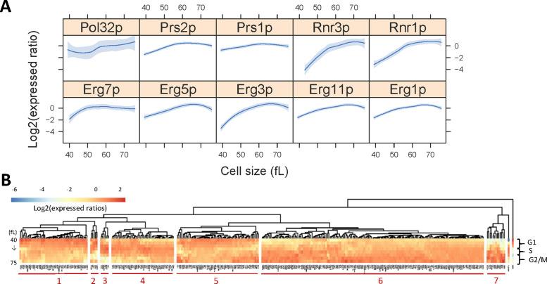 https://cdn.ncbi.nlm.nih.gov/pmc/blobs/3449/7346729/08ce35bb9a69/mbc-31-1069-g003.jpg