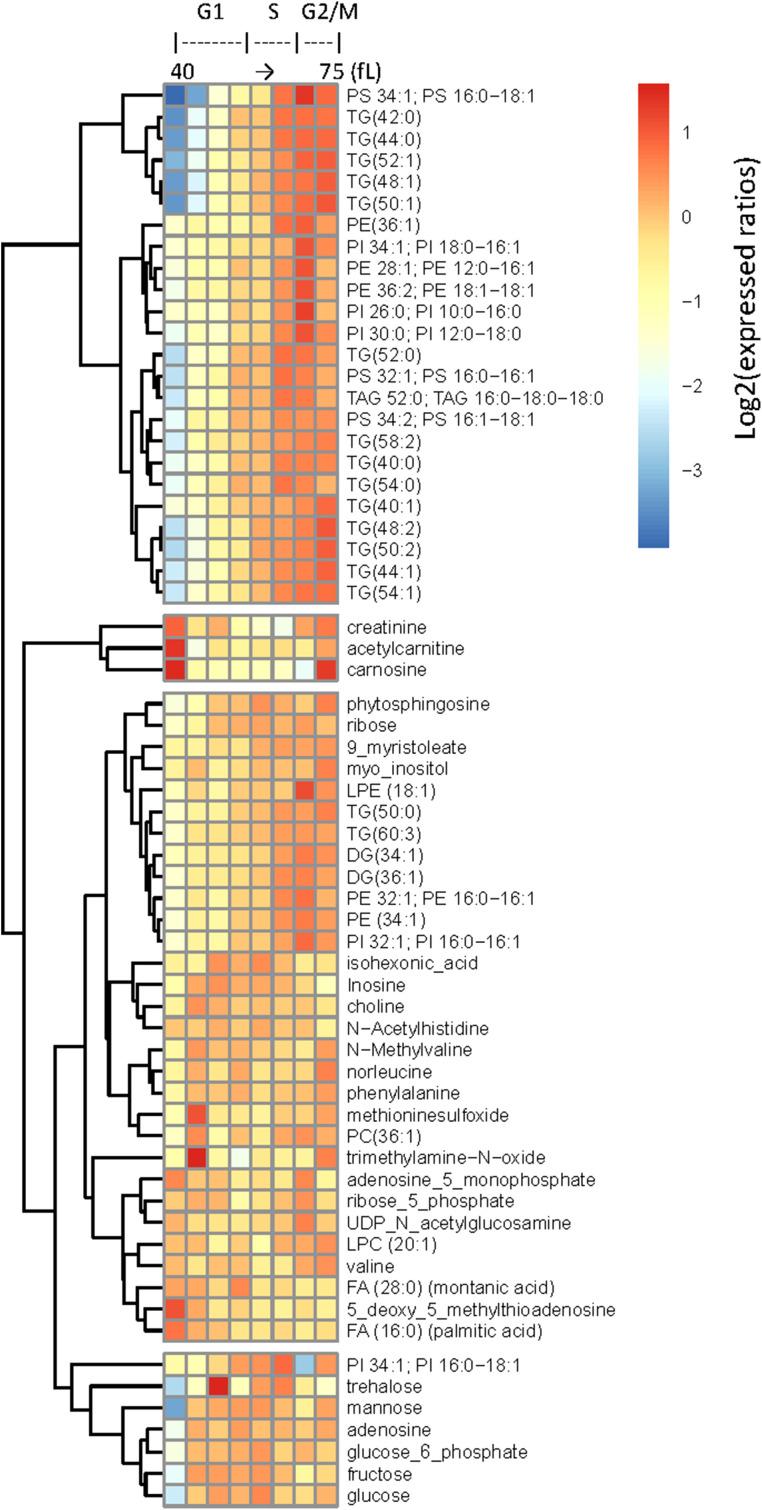 https://cdn.ncbi.nlm.nih.gov/pmc/blobs/3449/7346729/3d970d2b46ed/mbc-31-1069-g006.jpg