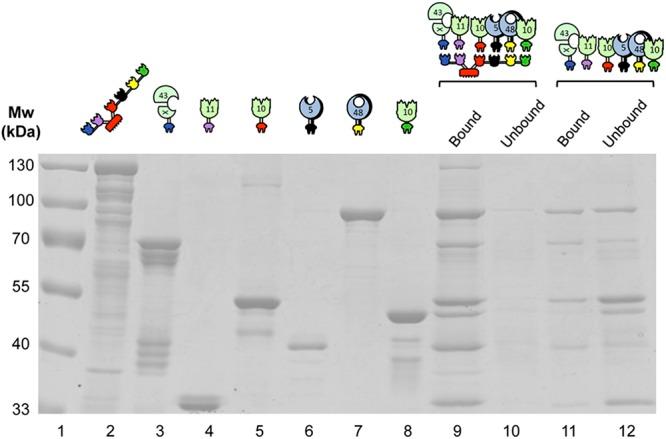 https://cdn.ncbi.nlm.nih.gov/pmc/blobs/344c/3520109/5d7204ba888a/mbo0061213910002.jpg