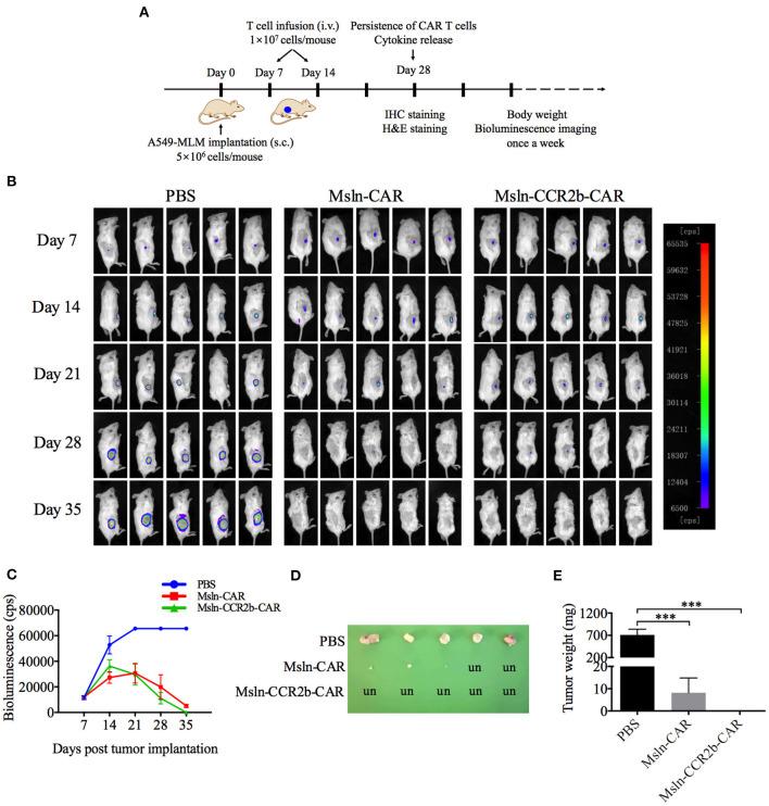 https://cdn.ncbi.nlm.nih.gov/pmc/blobs/344c/7992009/a50409445ead/fimmu-12-628906-g0004.jpg