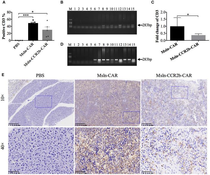 https://cdn.ncbi.nlm.nih.gov/pmc/blobs/344c/7992009/a6d65248d74e/fimmu-12-628906-g0005.jpg