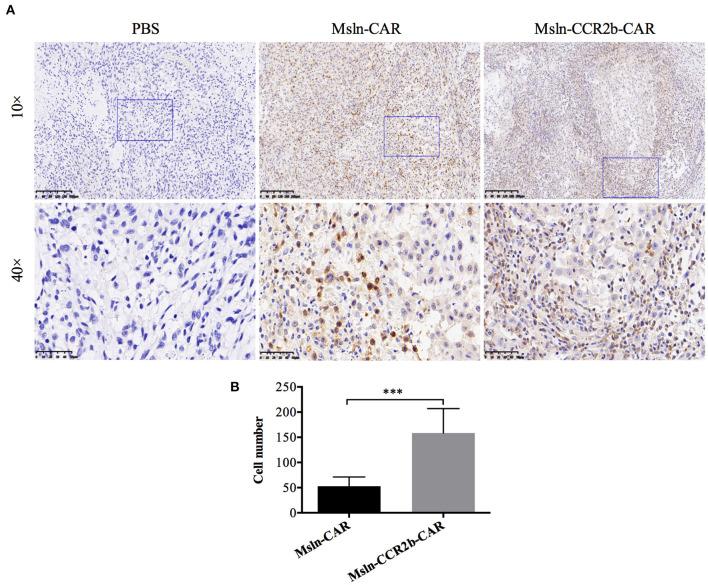 https://cdn.ncbi.nlm.nih.gov/pmc/blobs/344c/7992009/d1e33e4cab78/fimmu-12-628906-g0006.jpg