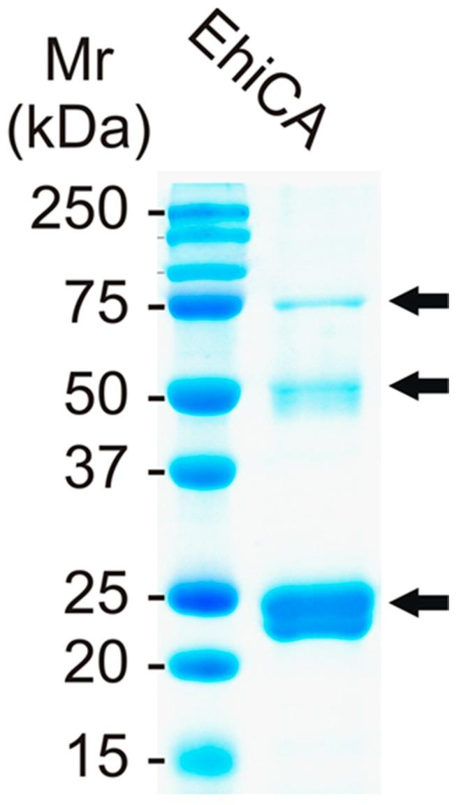 https://cdn.ncbi.nlm.nih.gov/pmc/blobs/344e/6321543/f5893eb63fce/molecules-23-03112-g001.jpg
