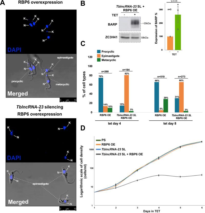 https://cdn.ncbi.nlm.nih.gov/pmc/blobs/3452/12008373/a3fe0a22570c/41467_2025_58979_Fig8_HTML.jpg